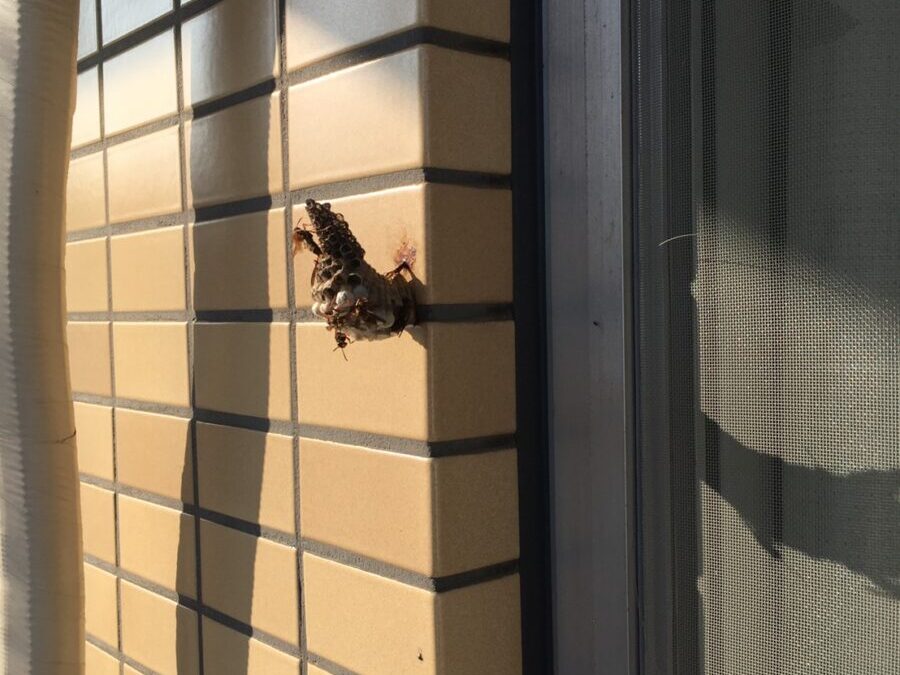 住宅の壁に作られた小さなハチの巣